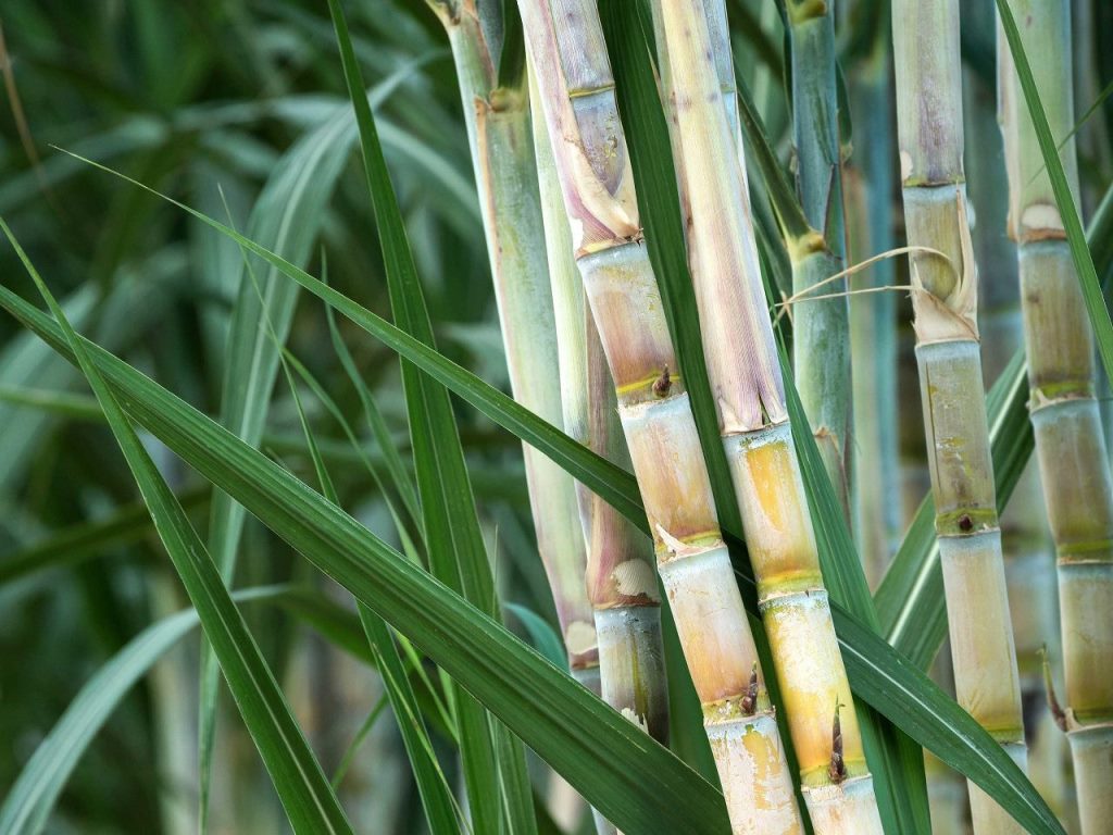 canaAzucar